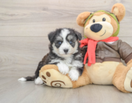 5 week old Mini Pomskydoodle Puppy For Sale - Florida Fur Babies