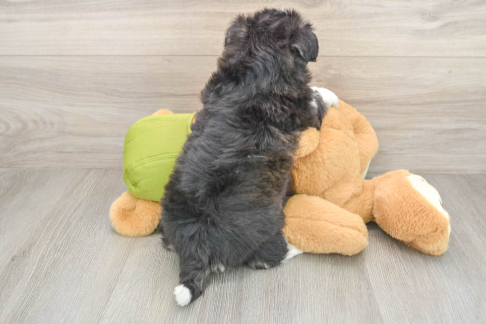 Funny Mini Pomskydoodle Poodle Mix Pup