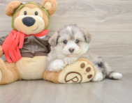 6 week old Mini Pomskydoodle Puppy For Sale - Florida Fur Babies