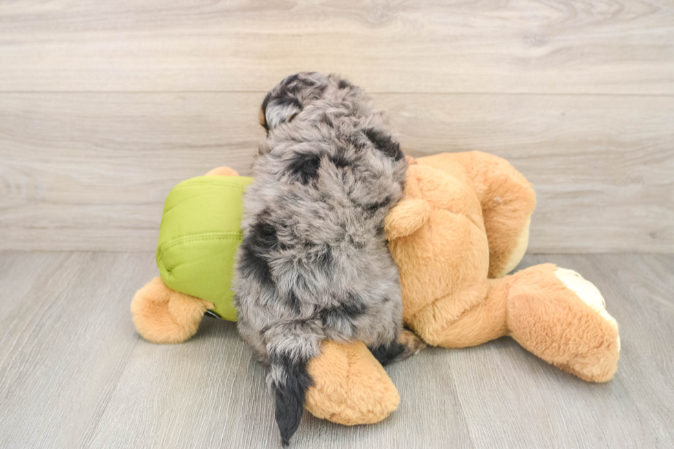 Mini Pomskydoodle Puppy for Adoption