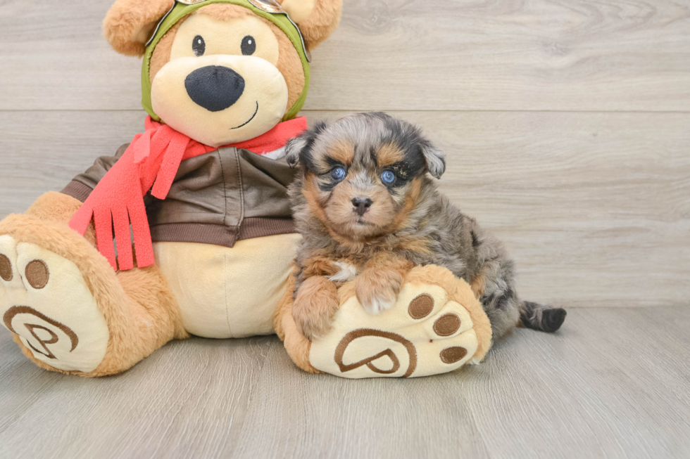 Funny Mini Pomskydoodle Poodle Mix Pup