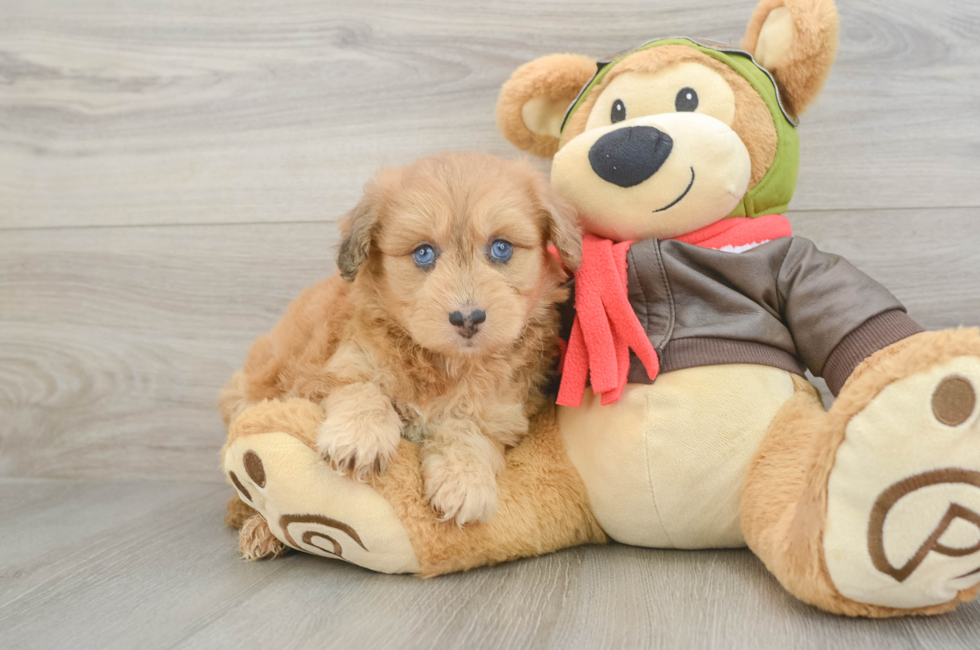 5 week old Mini Pomskydoodle Puppy For Sale - Florida Fur Babies