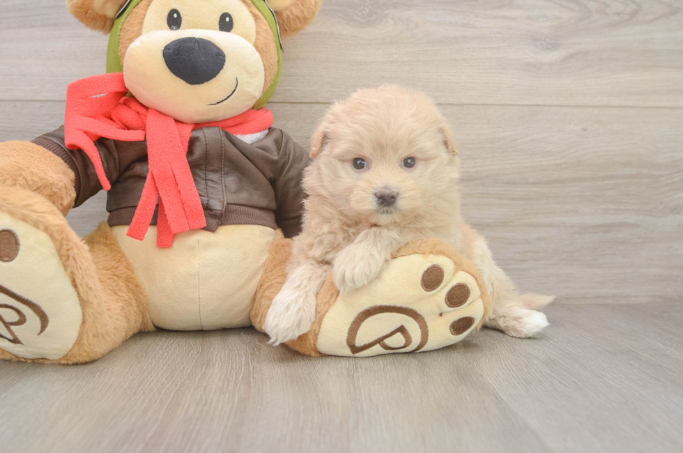 5 week old Mini Pomskydoodle Puppy For Sale - Florida Fur Babies