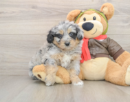 5 week old Mini Pomskydoodle Puppy For Sale - Florida Fur Babies