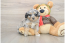 Mini Pomskydoodle Puppy for Adoption