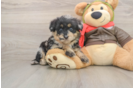 Mini Pomskydoodle Pup Being Cute