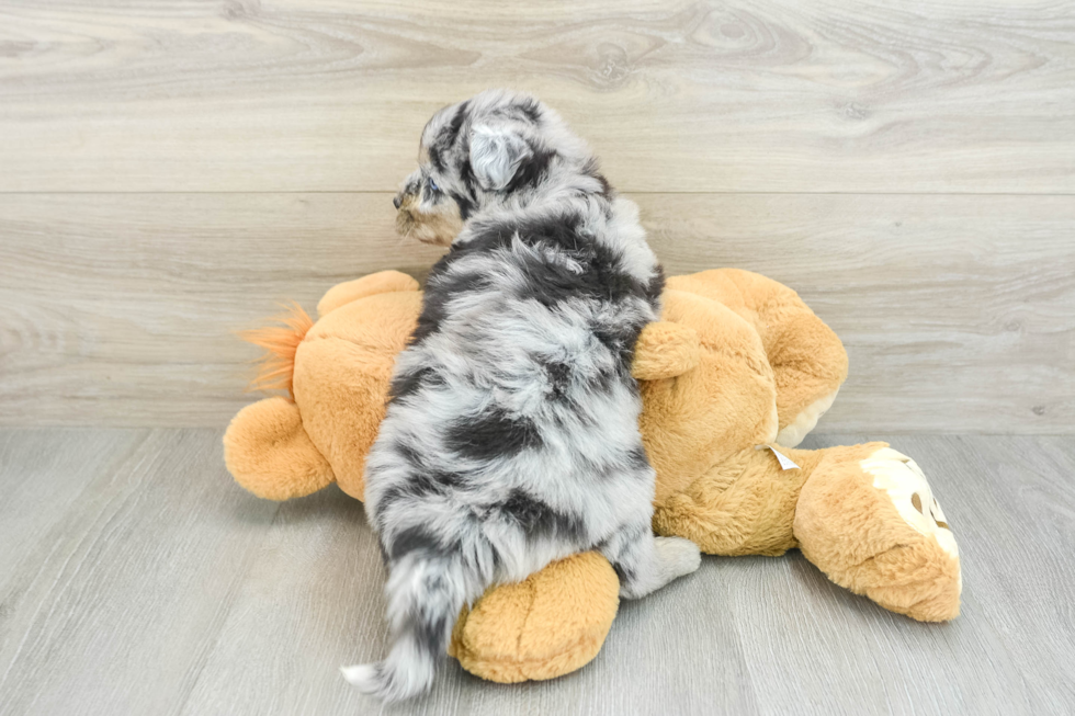 Friendly Mini Pomskydoodle Baby