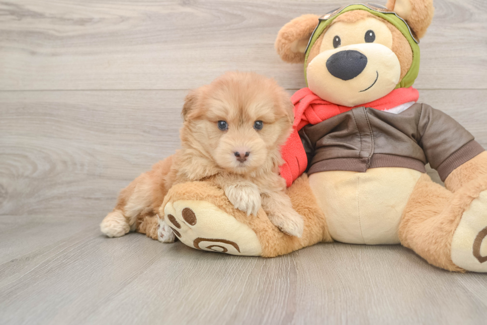 Best Mini Pomskydoodle Baby