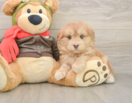 5 week old Mini Pomskydoodle Puppy For Sale - Florida Fur Babies