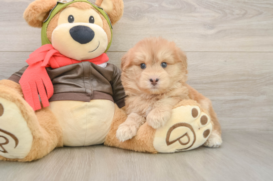 Best Mini Pomskydoodle Baby