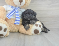 8 week old Mini Pomskydoodle Puppy For Sale - Florida Fur Babies