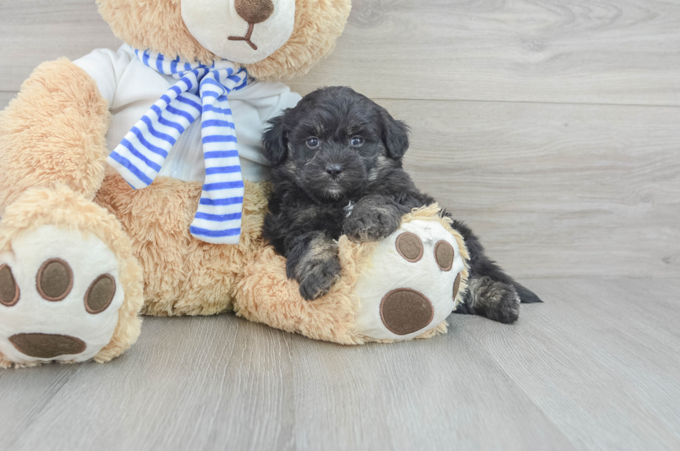 5 week old Mini Pomskydoodle Puppy For Sale - Florida Fur Babies