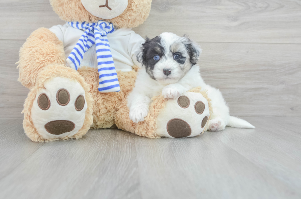 6 week old Mini Pomskydoodle Puppy For Sale - Florida Fur Babies