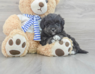 8 week old Mini Pomskydoodle Puppy For Sale - Florida Fur Babies