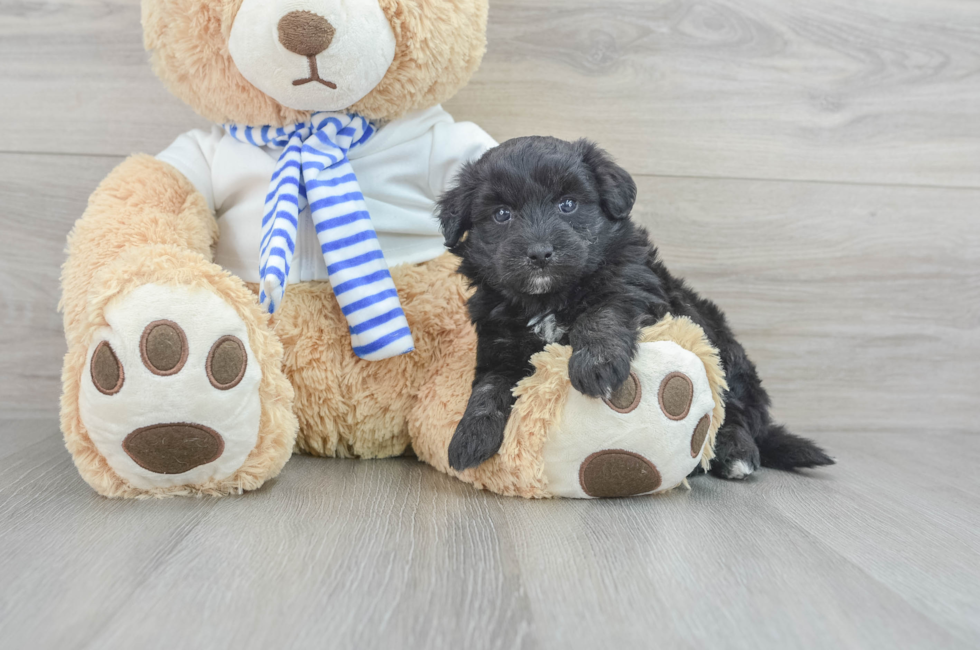7 week old Mini Pomskydoodle Puppy For Sale - Florida Fur Babies