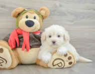 7 week old Mini Pomskydoodle Puppy For Sale - Florida Fur Babies