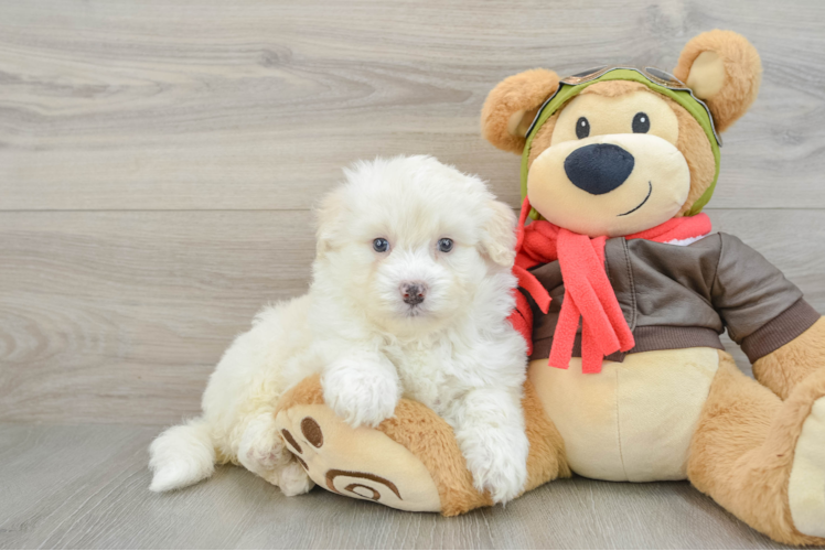 Fluffy Mini Pomskydoodle Poodle Mix Pup