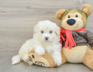 6 week old Mini Pomskydoodle Puppy For Sale - Florida Fur Babies
