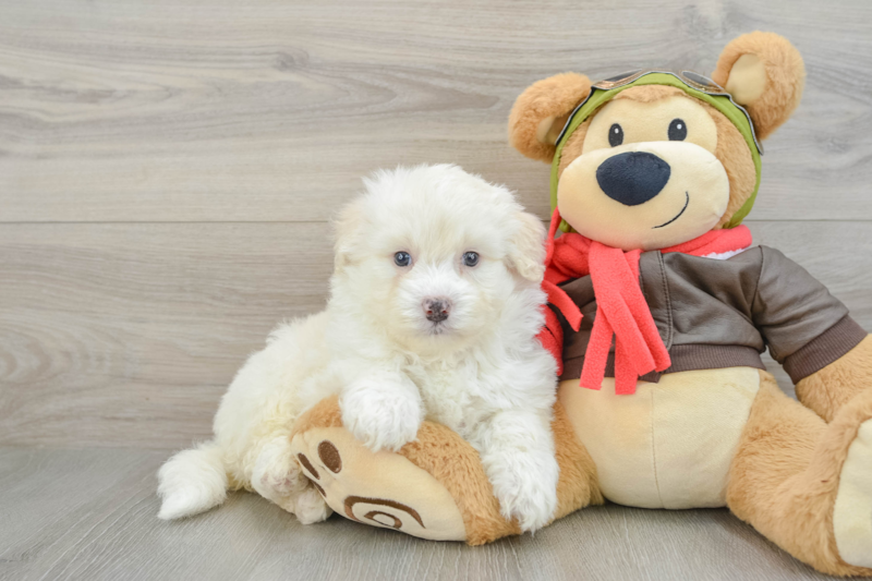 Meet Smith - our Mini Pomskydoodle Puppy Photo 1/3 - Florida Fur Babies