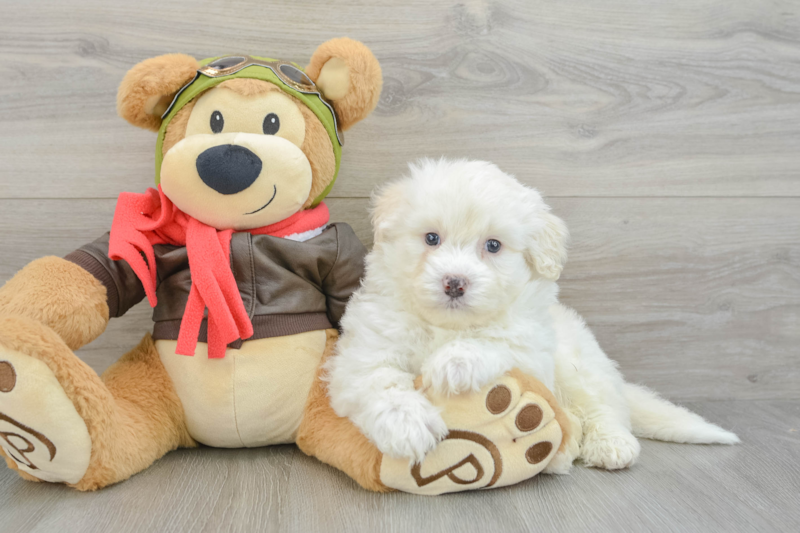 Meet Smith - our Mini Pomskydoodle Puppy Photo 3/3 - Florida Fur Babies