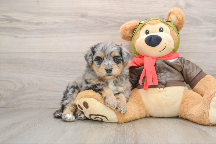 Sweet Mini Pomskydoodle Baby