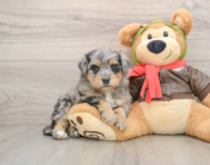 5 week old Mini Pomskydoodle Puppy For Sale - Florida Fur Babies