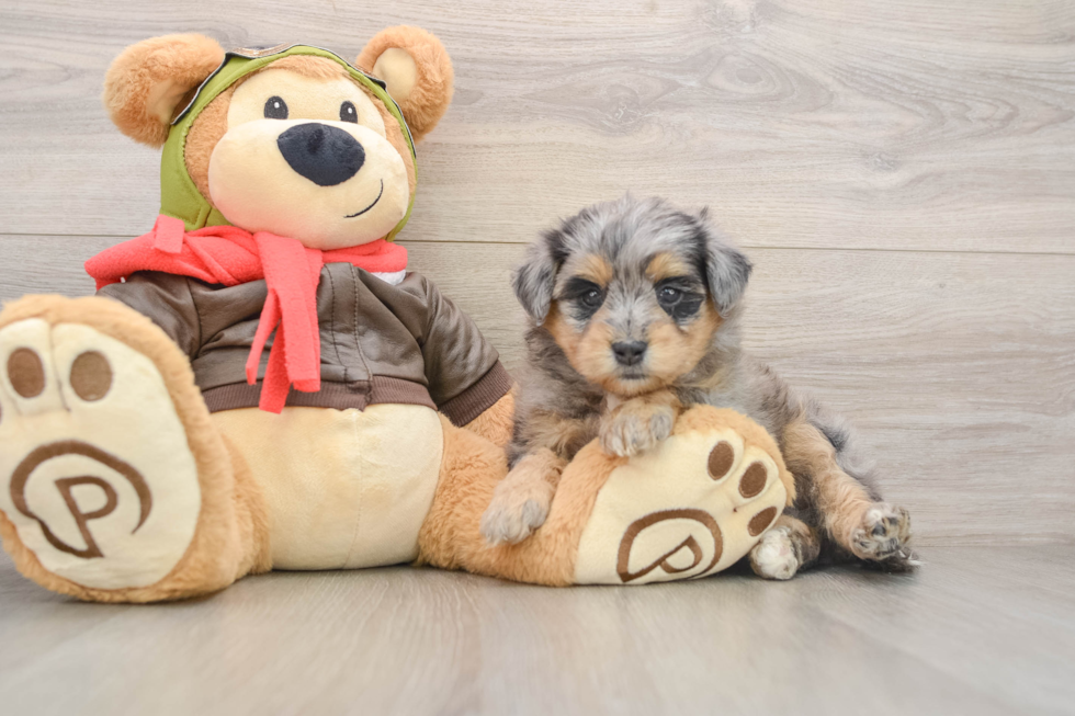 Fluffy Mini Pomskydoodle Poodle Mix Pup
