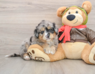 5 week old Mini Pomskydoodle Puppy For Sale - Florida Fur Babies