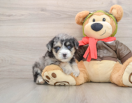 5 week old Mini Pomskydoodle Puppy For Sale - Florida Fur Babies