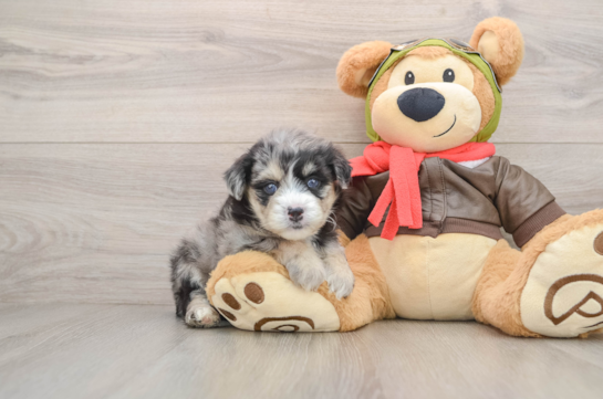 Best Mini Pomskydoodle Baby