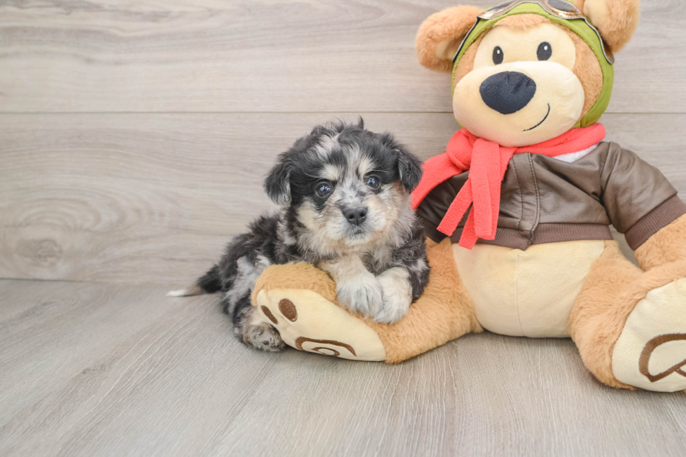Sweet Mini Pomskydoodle Baby
