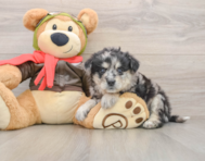 5 week old Mini Pomskydoodle Puppy For Sale - Florida Fur Babies