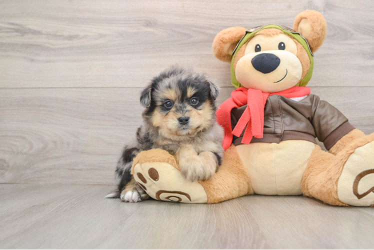 Small Mini Pomskydoodle Baby