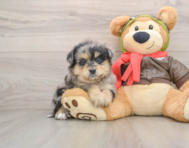 6 week old Mini Pomskydoodle Puppy For Sale - Florida Fur Babies