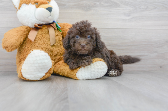31 week old Mini Portidoodle Puppy For Sale - Florida Fur Babies