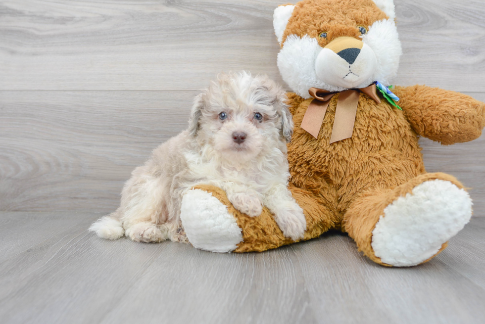 Mini Portidoodle Puppy for Adoption