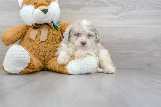 31 week old Mini Portidoodle Puppy For Sale - Florida Fur Babies