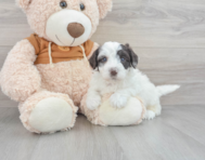 8 week old Mini Portidoodle Puppy For Sale - Florida Fur Babies