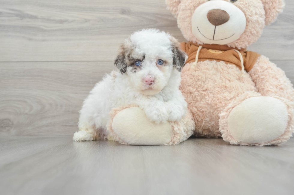 7 week old Mini Portidoodle Puppy For Sale - Florida Fur Babies