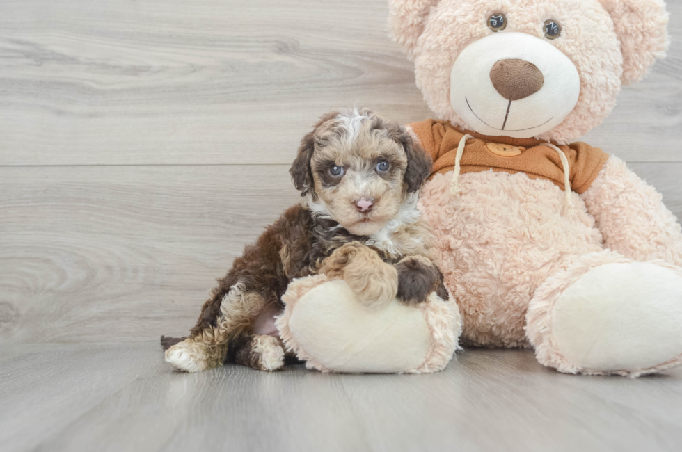 7 week old Mini Portidoodle Puppy For Sale - Florida Fur Babies