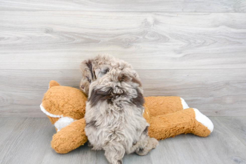 Cute Mini Portidoodle Poodle Mix Pup