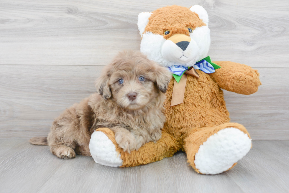 Mini Portidoodle Puppies For Sale - Florida Fur Babies