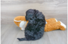 Meet Kane - our Mini Portidoodle Puppy Photo 3/3 - Florida Fur Babies