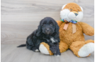 Meet Kane - our Mini Portidoodle Puppy Photo 2/3 - Florida Fur Babies