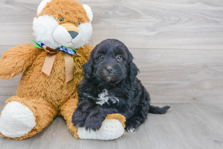 Meet Kane - our Mini Portidoodle Puppy Photo 1/3 - Florida Fur Babies