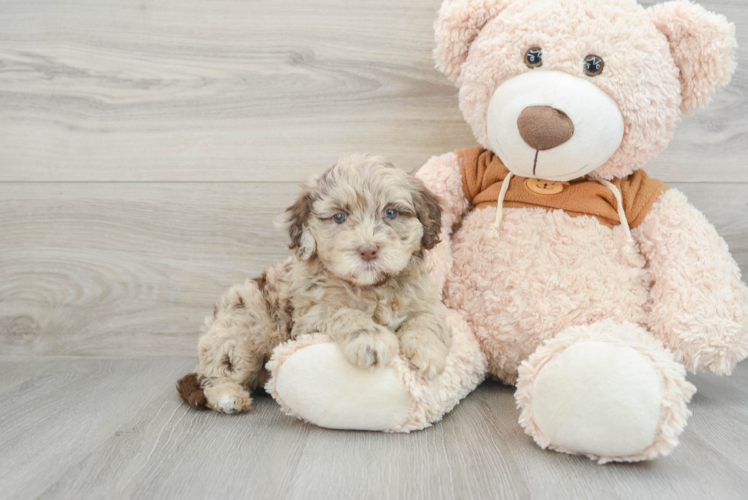 Adorable Portidoo Poodle Mix Puppy