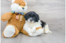 Meet Kelsey - our Mini Portidoodle Puppy Photo 2/3 - Florida Fur Babies