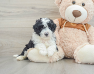 6 week old Mini Portidoodle Puppy For Sale - Florida Fur Babies