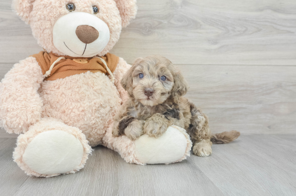 5 week old Mini Portidoodle Puppy For Sale - Florida Fur Babies