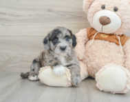 6 week old Mini Portidoodle Puppy For Sale - Florida Fur Babies